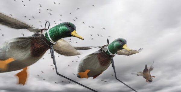 A pair of Drake Mallard Flyer Decoys