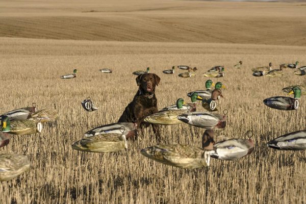 Headless Mallard Decoys - Image 2