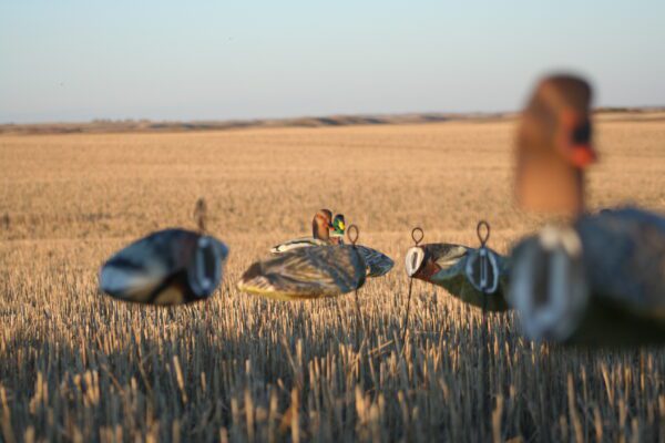 Headless Mallard Decoys - Image 3