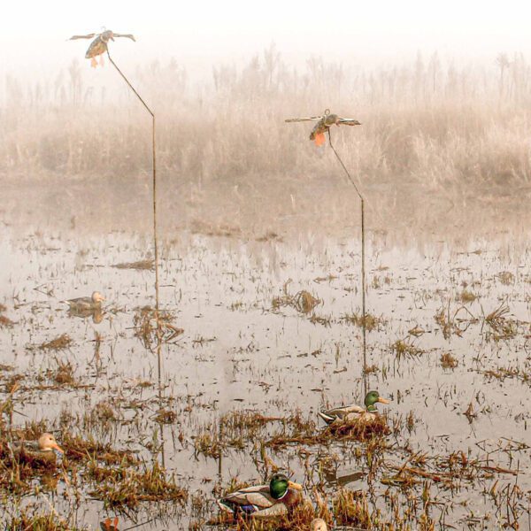 A pair of hen mallard flyer decoys in a shallow water flooding.