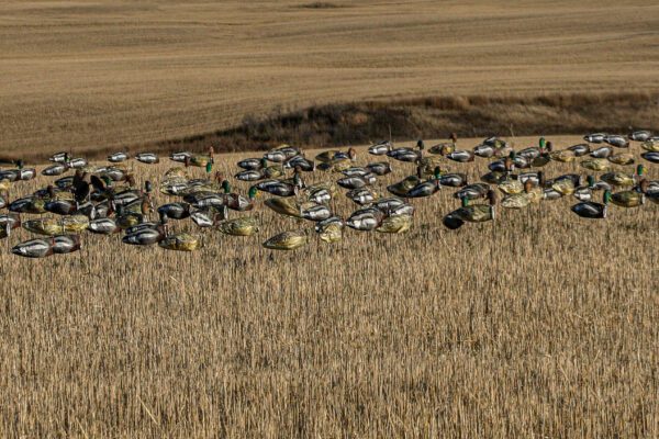 Headless Mallard Decoys - Image 5