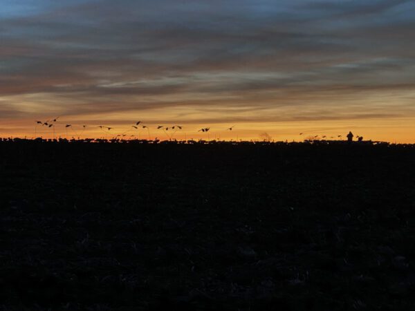 Snow Goose Flyer Decoys - Image 7