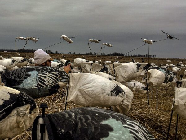 Snow Goose Flyer Decoys - Image 8