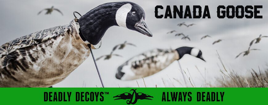 Category Image for Canada Goose Decoys