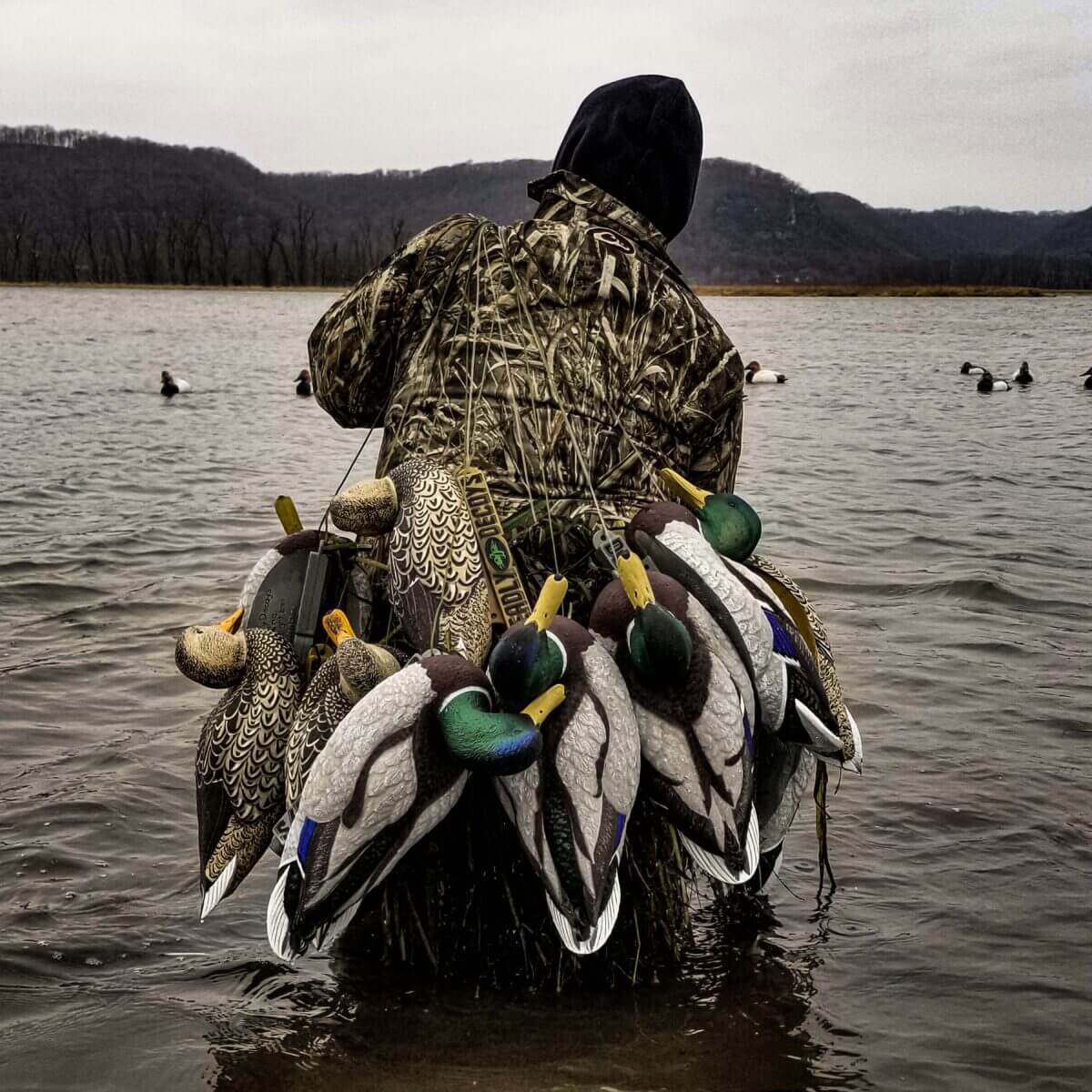 Hunting with Mallard floater decoys on the Mississippi River