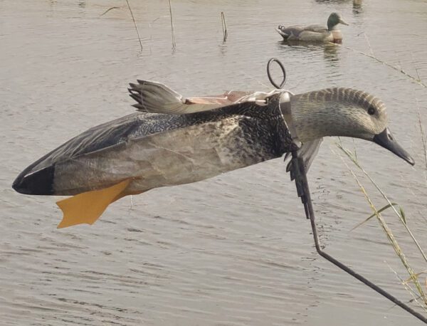 Close up of Gadwall Flyer Decoy