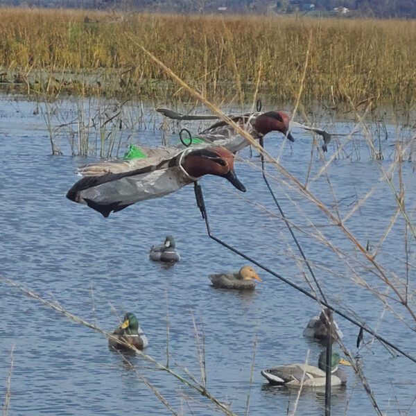 Close up of Green Wing Teal Flyer Decoys